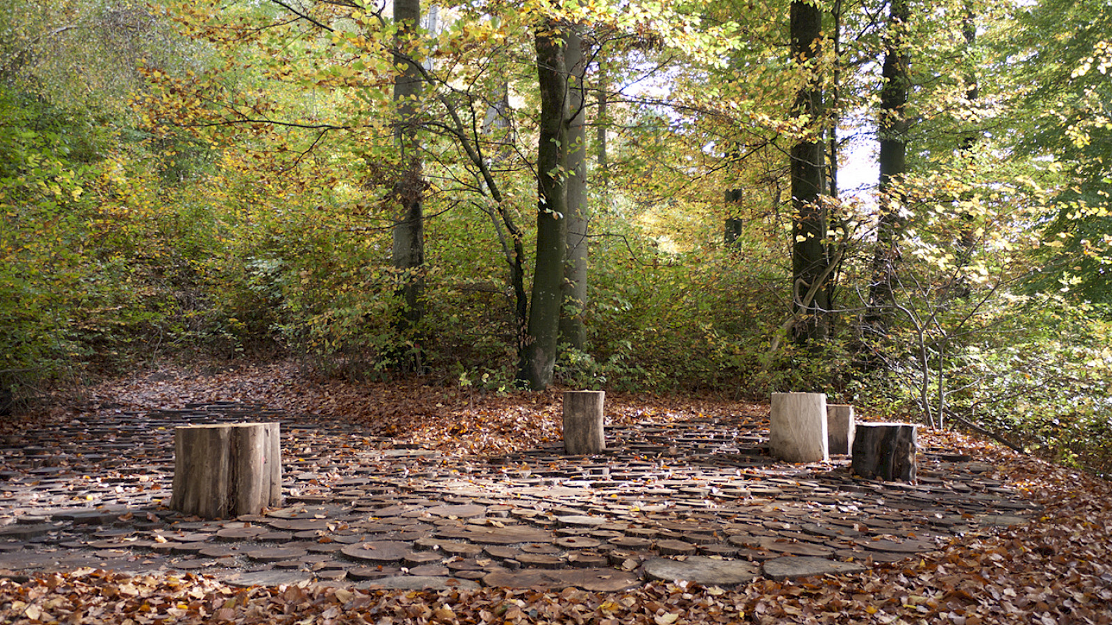 WWP_Lichtung1 © Daniela Valentini Fotografie