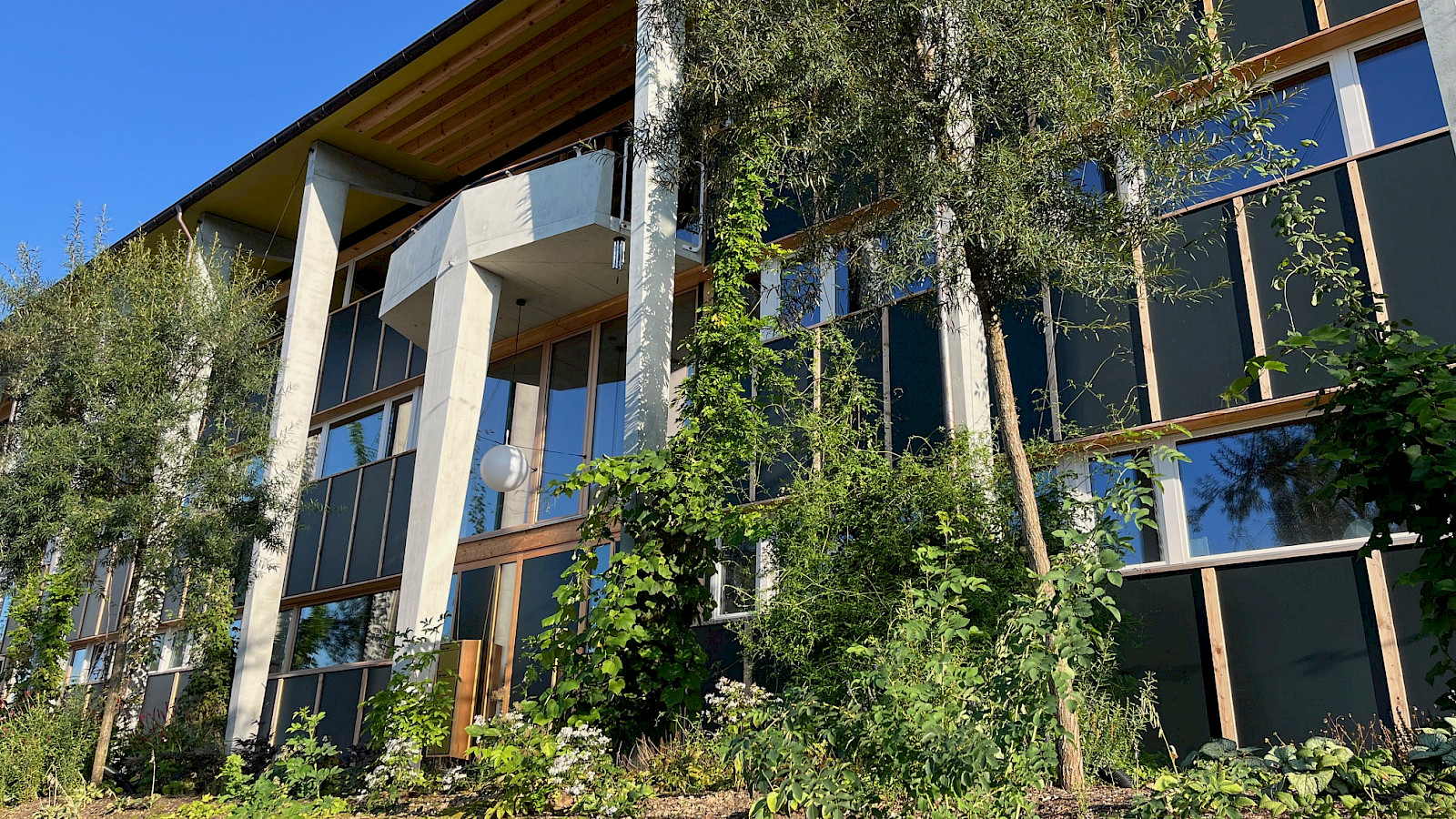 Essbare Fassadenbegrünung Zürich 4 © Grün Stadt Zürich, Sara Bischof