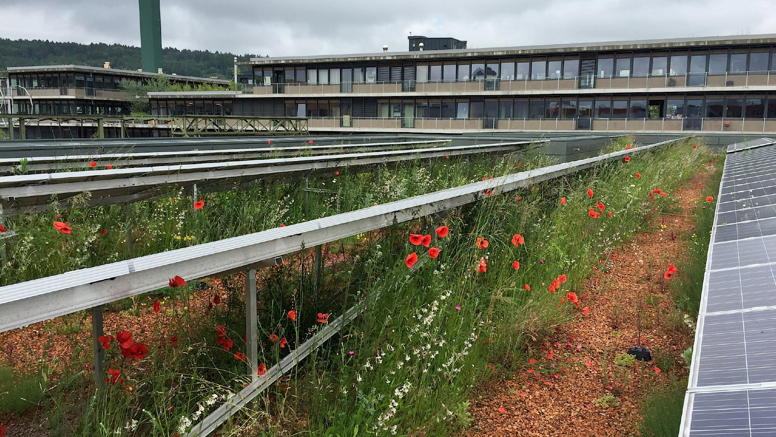 Kombinierte Dachbegrünung und Solarstromproduktion auf dem Dach des ewz-Unterwerks Oerlikon. © Grün Stadt Zürich